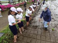 田植えの様子