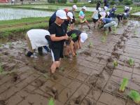 田植えの様子