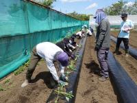 サツマイモ植え付けの様子