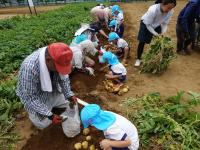 桜が丘＿じゃがいも＿3