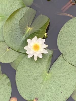 袖ケ浦公園のおさんぽ