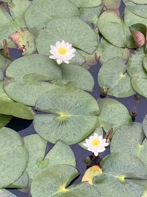 袖ケ浦公園のおさんぽ