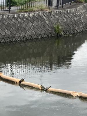 厳島神社のおさんぽ