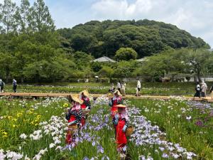花摘み娘が花ガラを摘んでいる写真