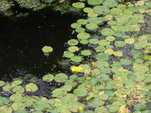 御手洗井のアサザ