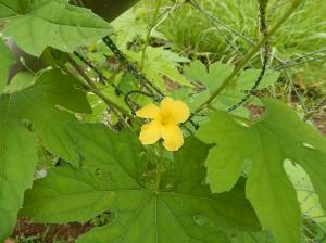 ゴーヤの花の写真