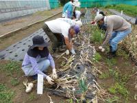 タマネギ収穫作業の様子