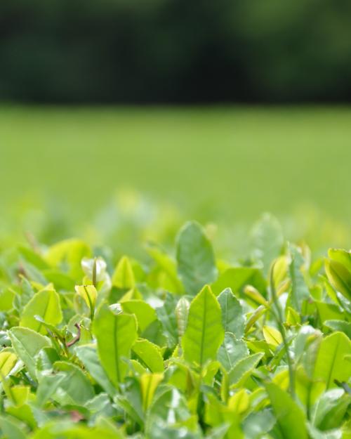 新茶の季節に