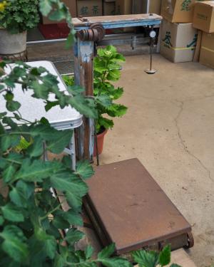 新茶の季節に