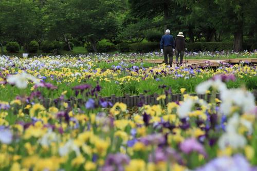 水無月の公園