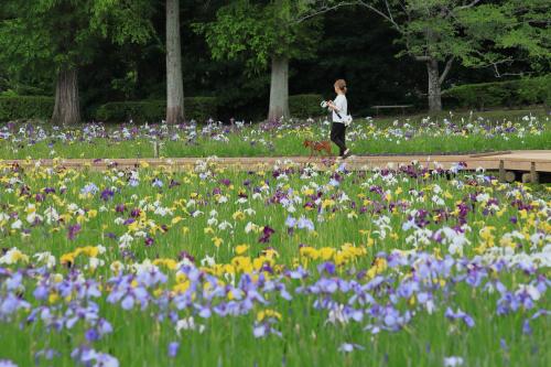 水無月の公園