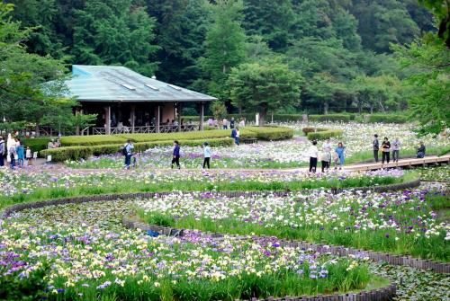 賑わいの花菖蒲園