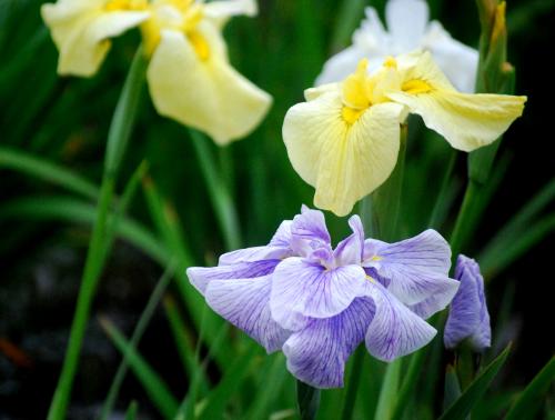 賑わいの花菖蒲園