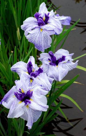 賑わいの花菖蒲園