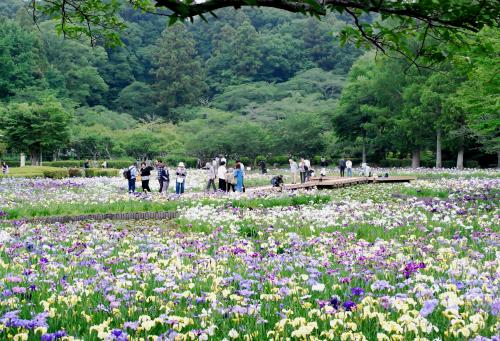 賑わいの花菖蒲園