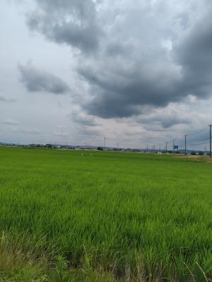 早苗が少し伸びましたね!
