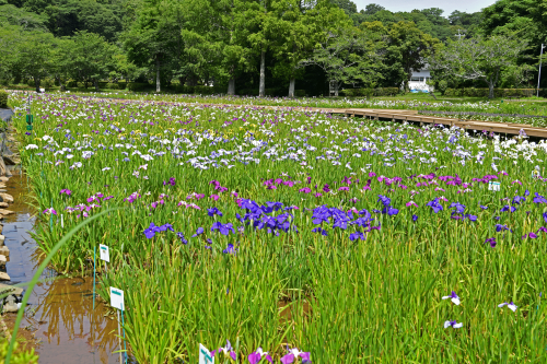 袖ケ浦公園