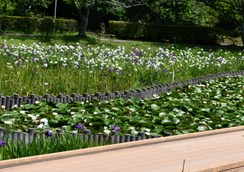 袖ケ浦公園