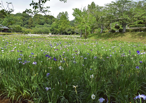 袖ケ浦公園