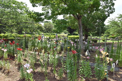 袖ケ浦公園