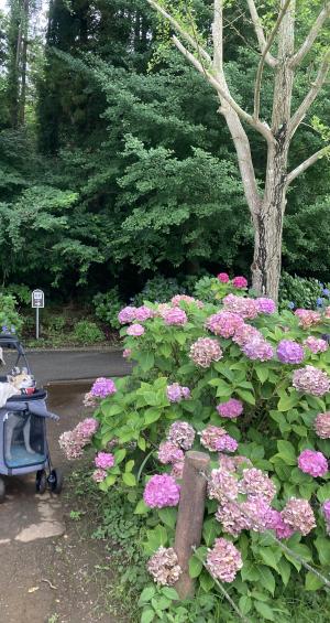 袖ケ浦公園のおさんぽ