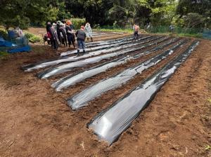 畝づくり、マルチ設置完了