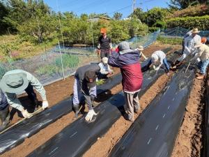 苗の植え付け
