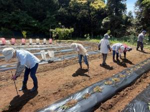 電気柵の設置