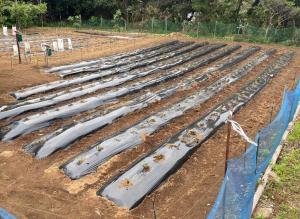 苗の植え付け、電気柵の設置完了