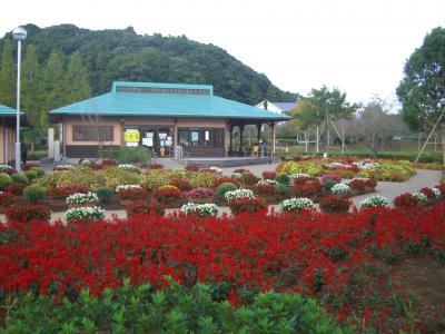 花壇に咲くサルビアの画像