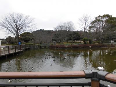 池と渡り鳥の画像