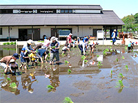 田んぼの学校の一般公募家族のイメージ写真