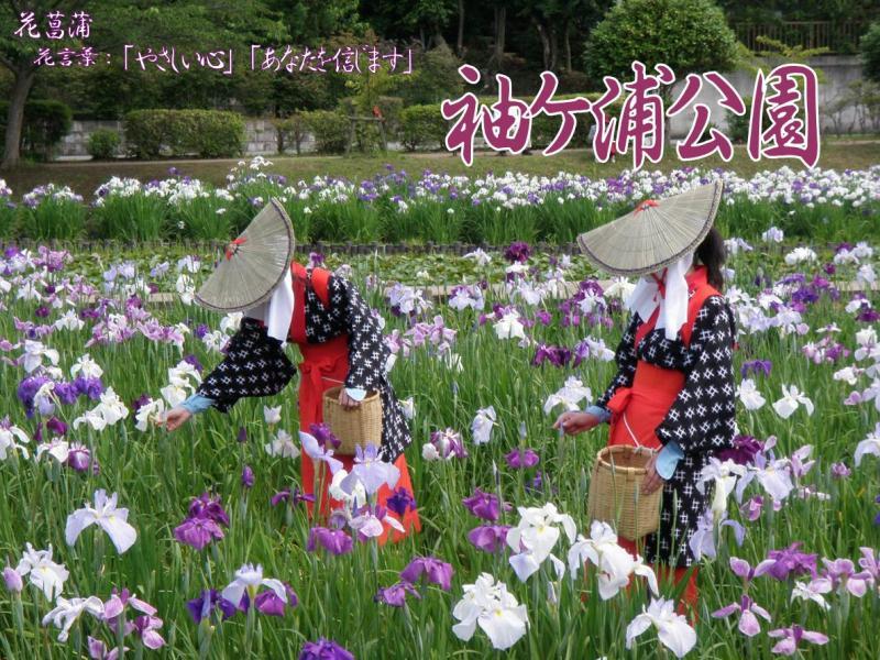花菖蒲が咲き誇る袖ケ浦公園の写真