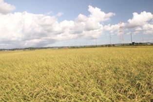 平野部に広がる水田地帯の写真