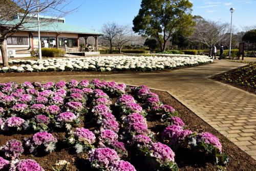 袖ケ浦公園の花のテラスの写真