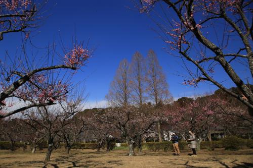 袖ケ浦公園植えられている梅の写真