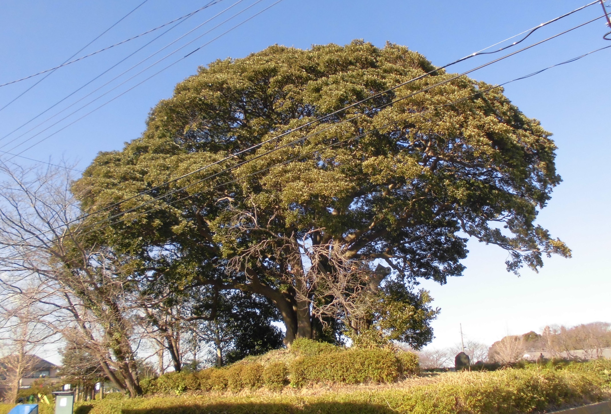 法光寺公園のタブノキ