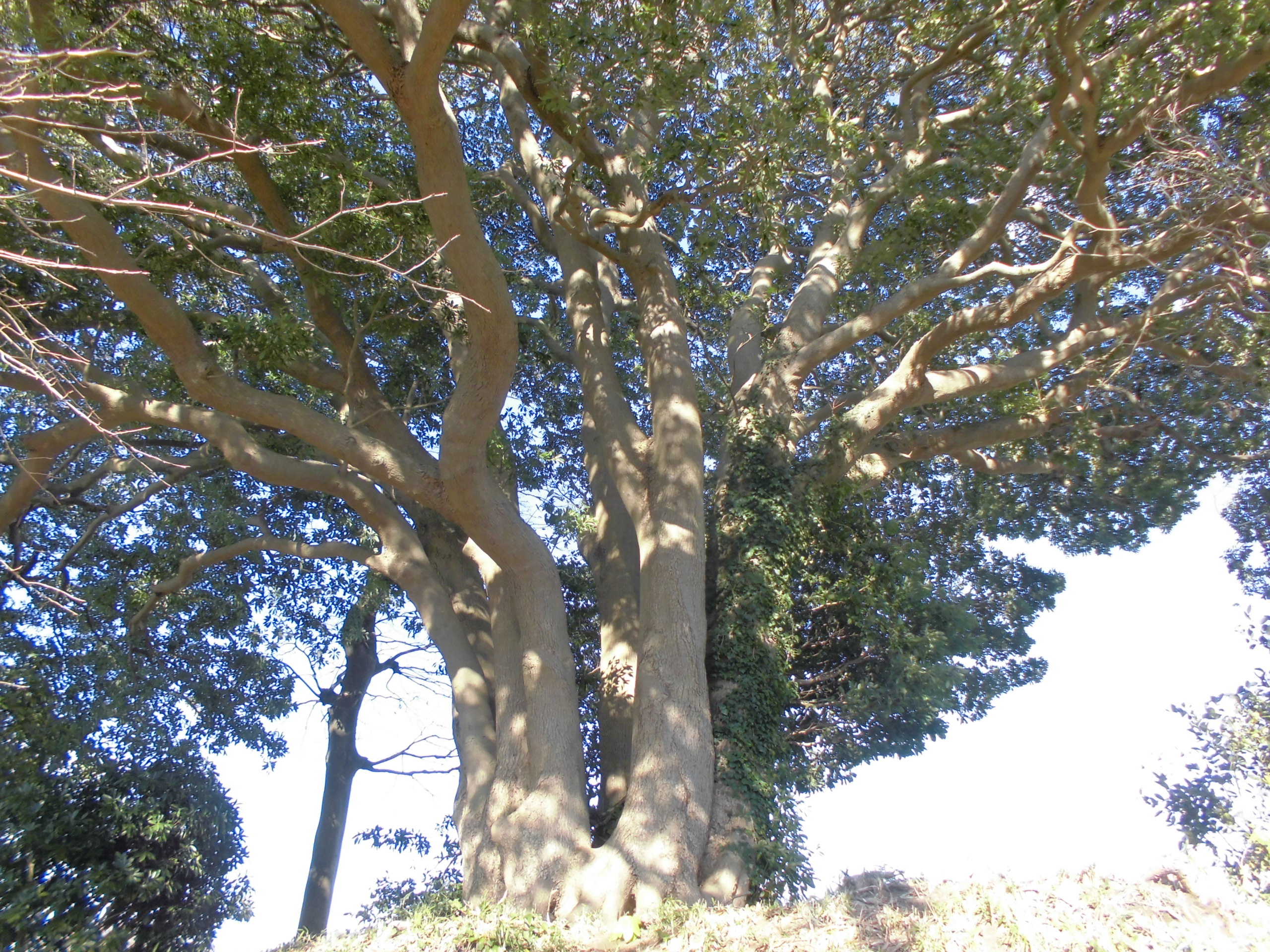 法光寺公園のタブノキ