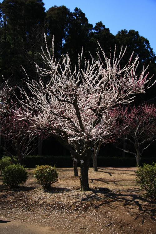 袖ケ浦公園の満開の内裏梅の写真