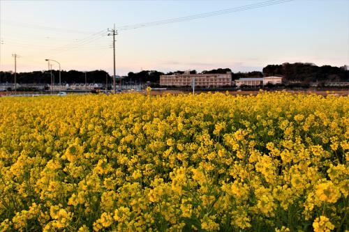 協働事業「神納東区花いっぱい運動」による菜の花の写真1