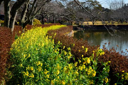 春を感じる花の写真