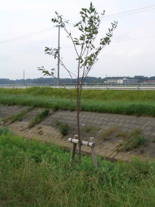 浮戸川沿いの桜の写真