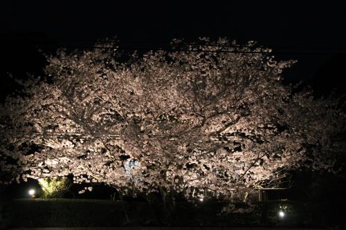 ライトアップされた夜桜の写真1