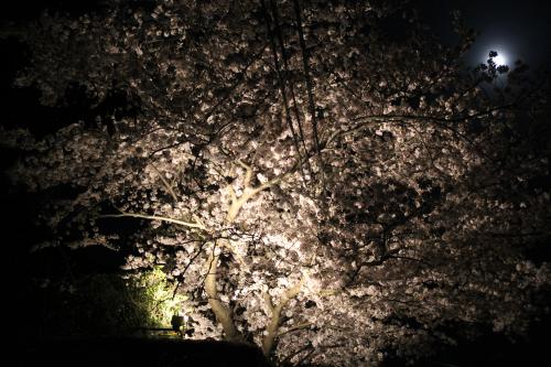 ライトアップされた夜桜の写真2