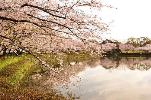 袖ケ浦公園下池に咲く桜の写真