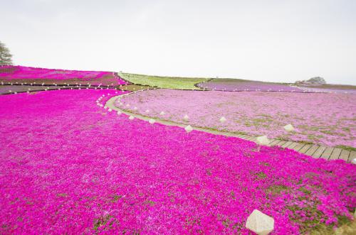 東京ドイツ村に咲く芝桜の写真