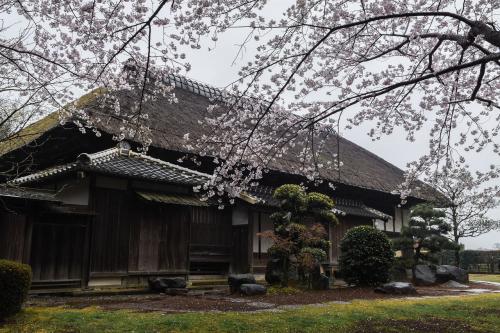 旧進藤家住宅に咲く桜の写真1