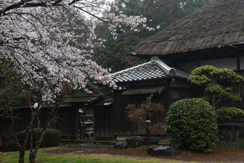 旧進藤家住宅に咲く桜の写真2