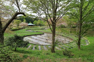 花菖蒲の準備が着々と進んでいる写真