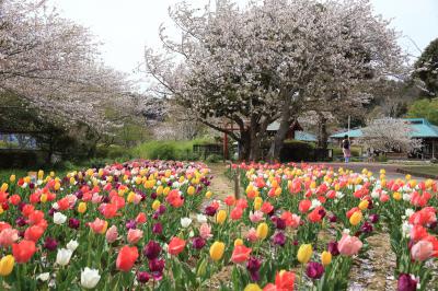 袖ケ浦公園に咲く桜とチューリップの写真